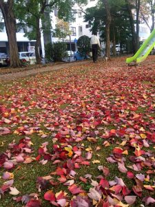 赤い紅葉